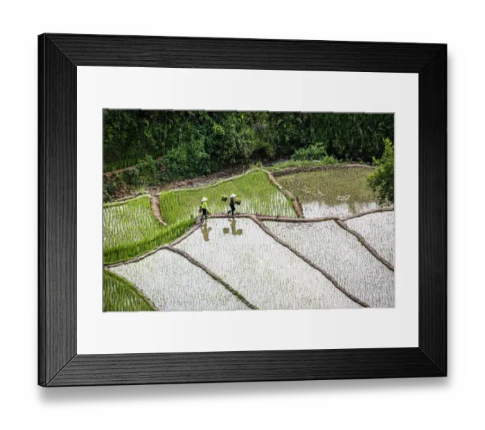 Framed Print : Vietnam. Rice paddies in the highlands of Sapa