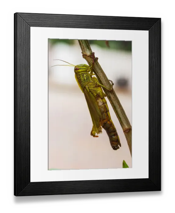 Framed Print : Laos, Luang Prabang Close-up of grasshopper Framed Print : Laos, Luang Prabang Close-up of grasshopper