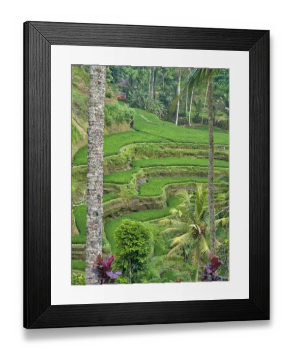 Framed Print : Indonesia, Bali, Ubud. Tegallalang Rice Terraces near Ubud Framed Print : Indonesia, Bali, Ubud. Tegallalang Rice Terraces near Ubud