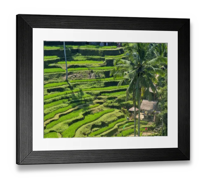 Framed Print : Indonesia, Bali, Ubud. Tegallalang Rice Terraces near Ubud