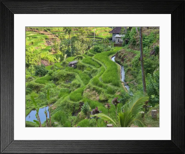 Framed Print : Indonesia, Bali, Ubud. Tegallalang Rice Terraces near Ubud Framed Print : Indonesia, Bali, Ubud. Tegallalang Rice Terraces near Ubud