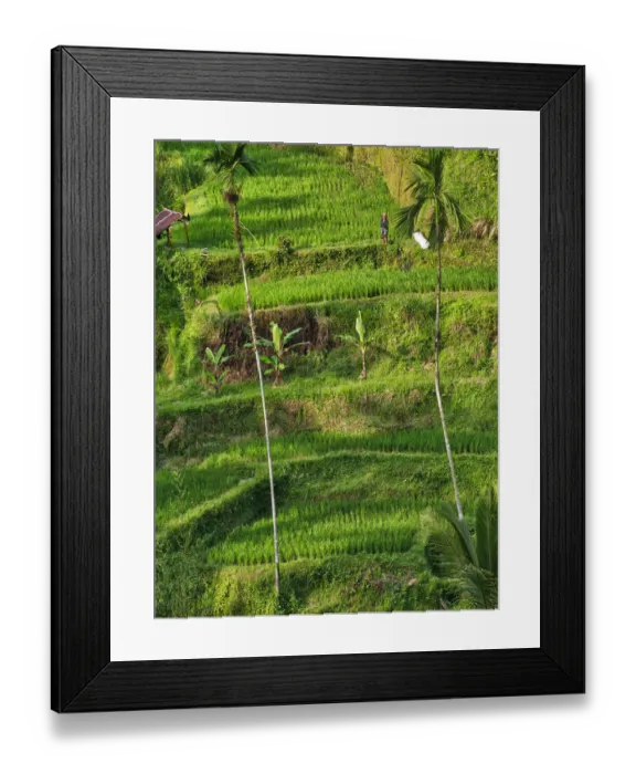 Framed Print : Indonesia, Bali, Ubud. Tegallalang Rice Terraces near Ubud Framed Print : Indonesia, Bali, Ubud. Tegallalang Rice Terraces near Ubud