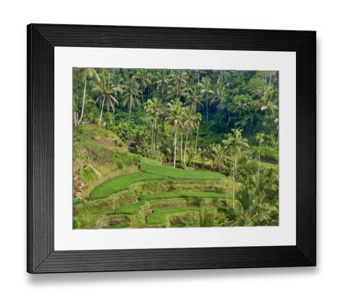 Framed Print : Indonesia, Bali, Ubud. Tegallalang Rice Terraces near Ubud Framed Print : Indonesia, Bali, Ubud. Tegallalang Rice Terraces near Ubud