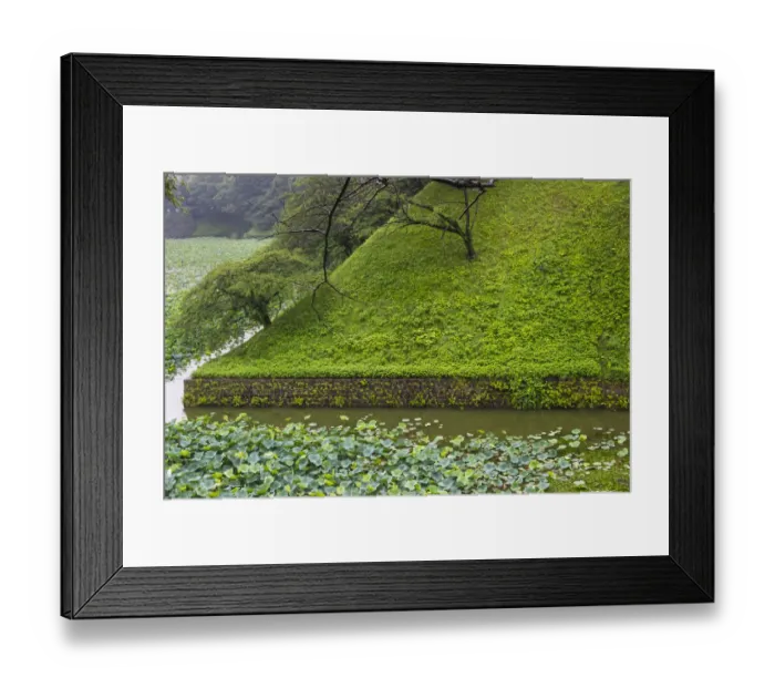 Framed Print : Lotus pond in the Royal Palace, Tokyo, Japan Framed Print : Lotus pond in the Royal Palace, Tokyo, Japan