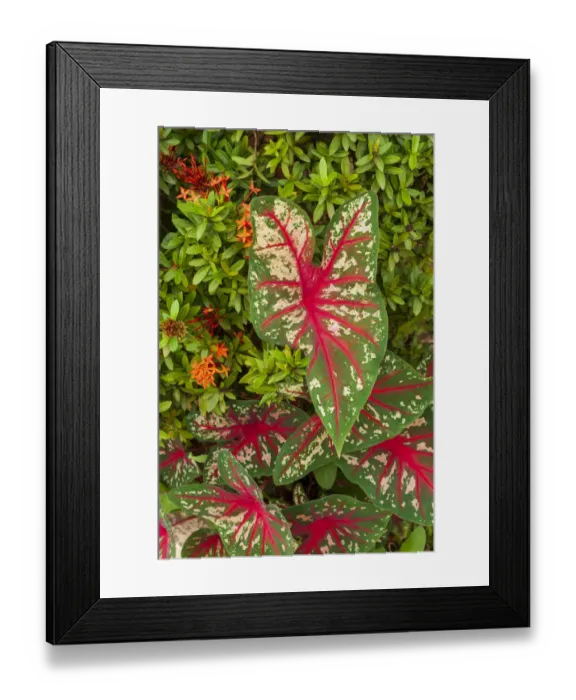 Framed Print : Close-up of green and red leaves of a Caladium bicolor Framed Print : Close-up of green and red leaves of a Caladium bicolor