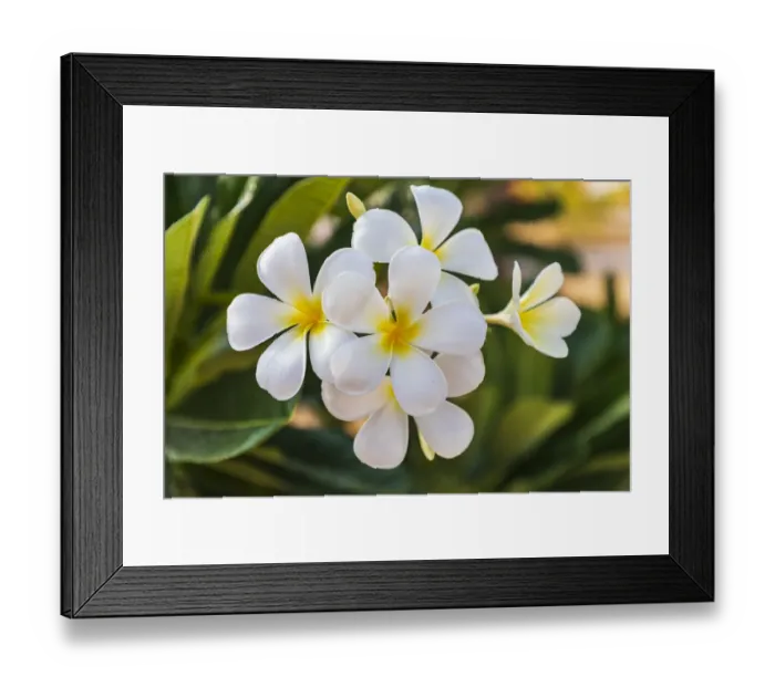 Framed Print : Middle East, Arabian Peninsula, Oman, Muscat, Quriyat. Plumeria blossoms in a garden