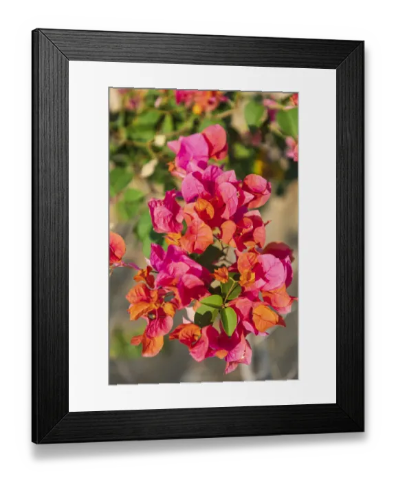 Framed Print : Middle East, Arabian Peninsula, Oman, Muscat, Quriyat. Red blossoms in a garden Framed Print : Middle East, Arabian Peninsula, Oman, Muscat, Quriyat. Red blossoms in a garden