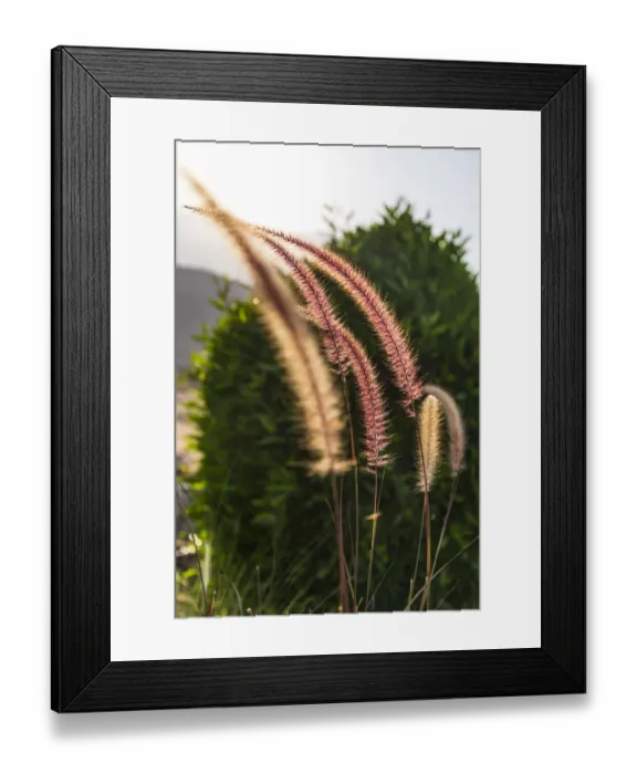 Framed Print : Middle East, Arabian Peninsula, Oman, Muscat, Quriyat. Decorative plants in a garden Framed Print : Middle East, Arabian Peninsula, Oman, Muscat, Quriyat. Decorative plants in a garden