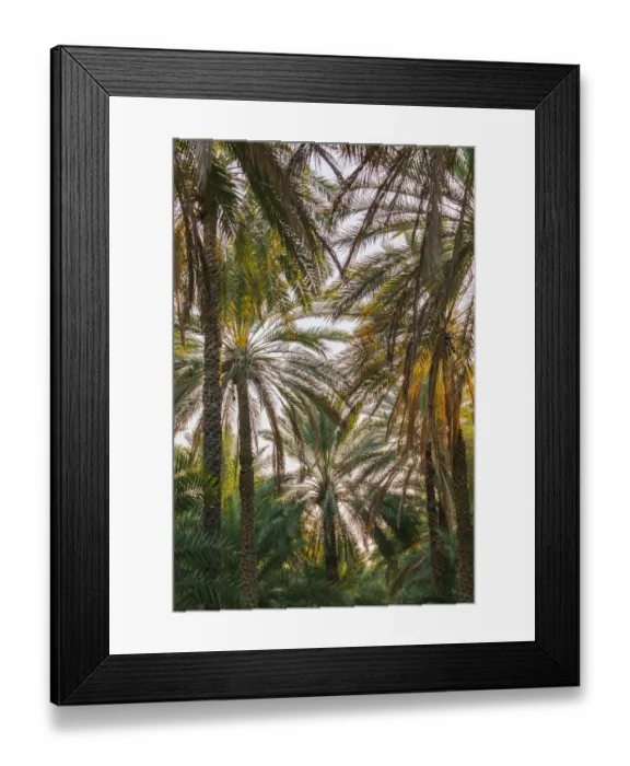 Framed Print : Middle East, Arabian Peninsula, Oman, Ad Dakhiliyah, Nizwa. Palm trees in Nizwa, Oman