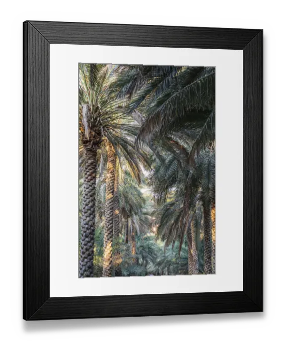 Framed Print : Middle East, Arabian Peninsula, Oman, Ad Dakhiliyah, Nizwa. Palm trees in Nizwa, Oman Framed Print : Middle East, Arabian Peninsula, Oman, Ad Dakhiliyah, Nizwa. Palm trees in Nizwa, Oman