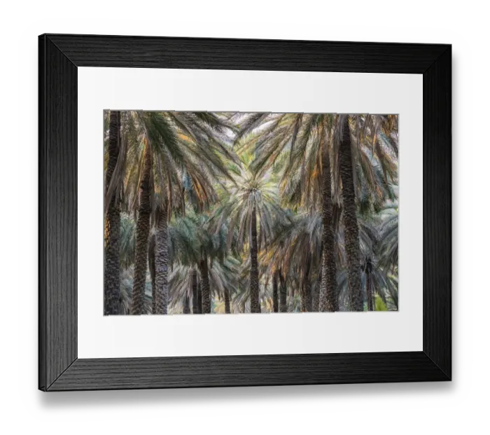 Framed Print : Middle East, Arabian Peninsula, Oman, Ad Dakhiliyah, Nizwa. Palm trees in Nizwa, Oman Framed Print : Middle East, Arabian Peninsula, Oman, Ad Dakhiliyah, Nizwa. Palm trees in Nizwa, Oman