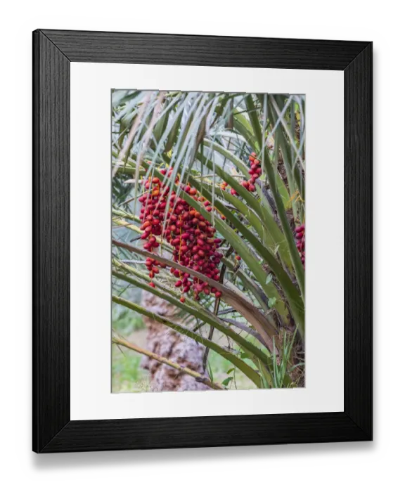 Framed Print : Middle East, Arabian Peninsula, Oman, Ad Dakhiliyah, Nizwa Framed Print : Middle East, Arabian Peninsula, Oman, Ad Dakhiliyah, Nizwa
