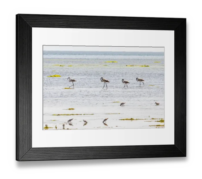 Framed Print : Middle East, Arabian Peninsula, Al Batinah South, Mahout
