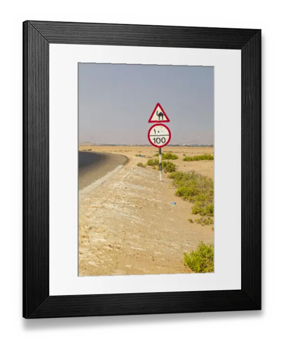 Framed Print : Middle East, Arabian Peninsula, Al Batinah South. Camel crossing Framed Print : Middle East, Arabian Peninsula, Al Batinah South. Camel crossing