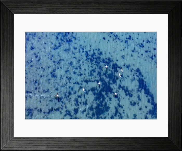 Framed Print : Flamingos flying at the Aegean coast, Turkey Framed Print : Flamingos flying at the Aegean coast, Turkey