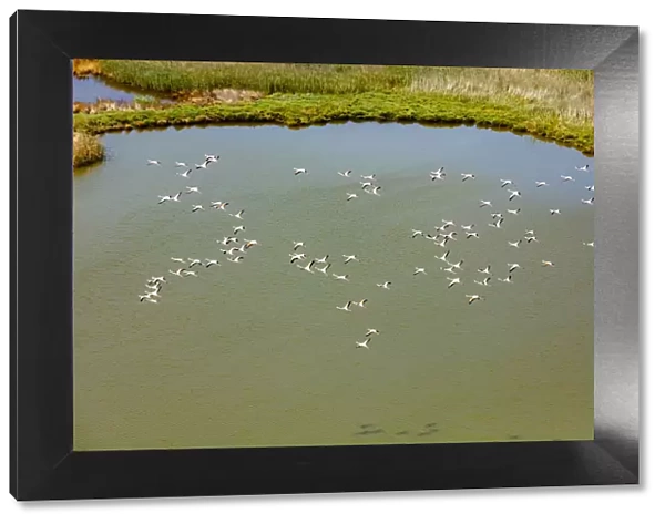 Flamingos flying in wetland on the Aegean coast, Turkey