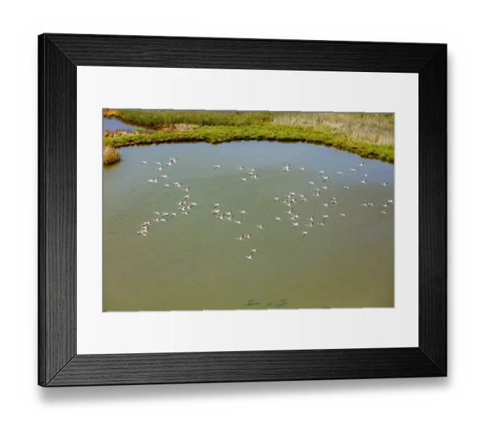 Framed Print : Flamingos flying in wetland on the Aegean coast, Turkey Framed Print : Flamingos flying in wetland on the Aegean coast, Turkey