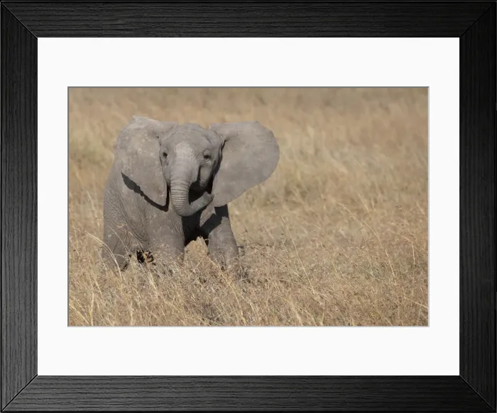Framed Print : Africa, Kenya, Ol Pejeta Conservancy. Baby African elephant Framed Print : Africa, Kenya, Ol Pejeta Conservancy. Baby African elephant