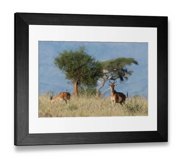 Framed Print : Cokes hartebeest (Alcelaphus buselaphus cokii) with its calf, Lualenyi, Tsavo, Kenya
