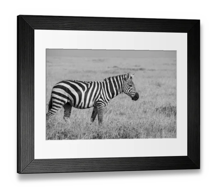 Framed Print : Africa, Kenya, Ol Pejeta Conservancy. Bruchells zebra (Equus burchellii) Framed Print : Africa, Kenya, Ol Pejeta Conservancy. Bruchells zebra (Equus burchellii)
