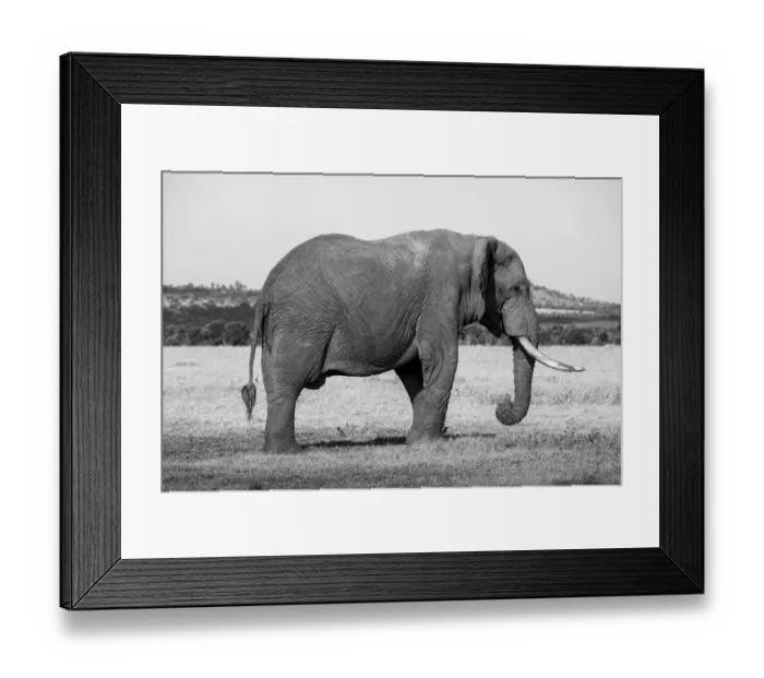 Framed Print : Africa, Kenya, Ol Pejeta Conservancy. Lone bull African elephant Framed Print : Africa, Kenya, Ol Pejeta Conservancy. Lone bull African elephant