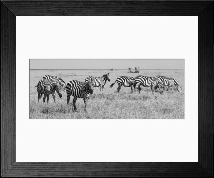Framed Print : Africa, Kenya, Ol Pejeta Conservancy. Herd of Bruchell