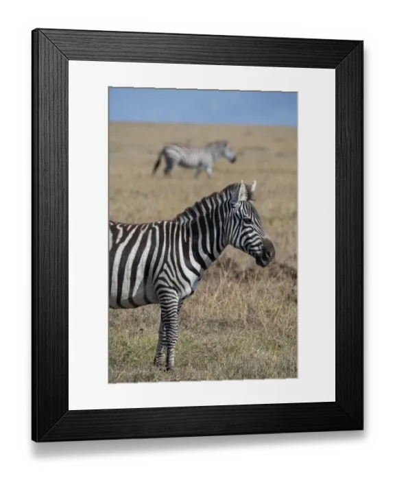 Framed Print : Africa, Kenya, Ol Pejeta Conservancy. Bruchells zebra (Equus burchellii) Framed Print : Africa, Kenya, Ol Pejeta Conservancy. Bruchells zebra (Equus burchellii)
