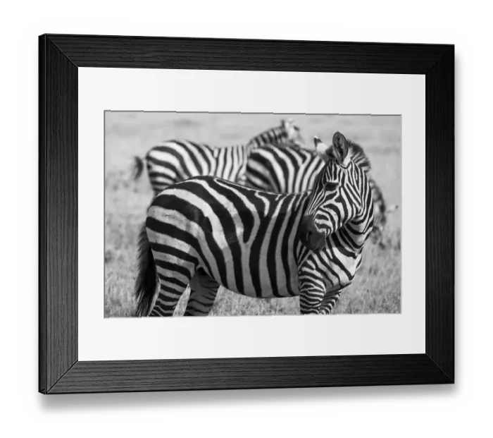 Framed Print : Africa, Kenya, Ol Pejeta Conservancy. Bruchells zebra (Equus burchellii) Framed Print : Africa, Kenya, Ol Pejeta Conservancy. Bruchells zebra (Equus burchellii)