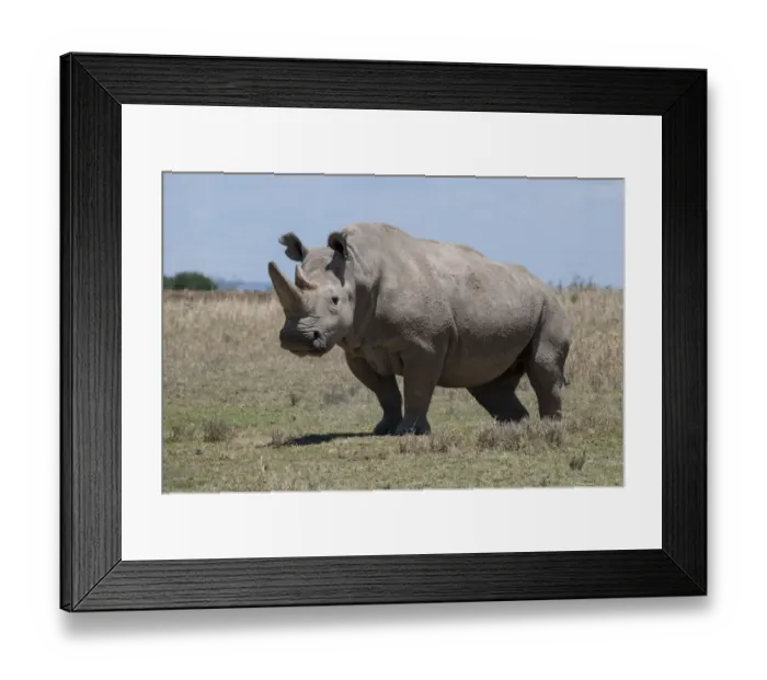 Framed Print : Africa, Kenya, Ol Pejeta Conservancy, one of the last 2 critically endangered Northern