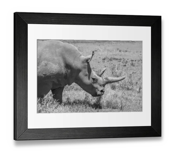 Framed Print : Africa, Kenya. Ol Pejeta Conservancy, one of last 2 critically endangered Northern white Framed Print : Africa, Kenya. Ol Pejeta Conservancy, one of last 2 critically endangered Northern white