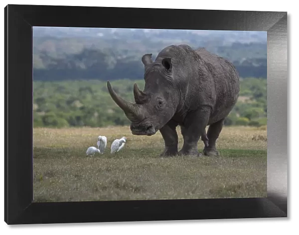 Africa, Kenya, Ol Pejeta. Southern white rhinoceros (Ceratotherium simum simum)