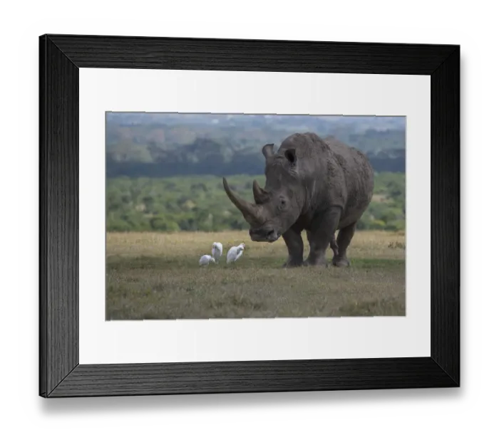 Framed Print : Africa, Kenya, Ol Pejeta. Southern white rhinoceros (Ceratotherium simum simum) Framed Print : Africa, Kenya, Ol Pejeta. Southern white rhinoceros (Ceratotherium simum simum)