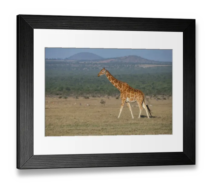 Framed Print : Africa, Kenya, Ol Pejeta Conservancy. Reticulated giraffe Endangered species Framed Print : Africa, Kenya, Ol Pejeta Conservancy. Reticulated giraffe Endangered species