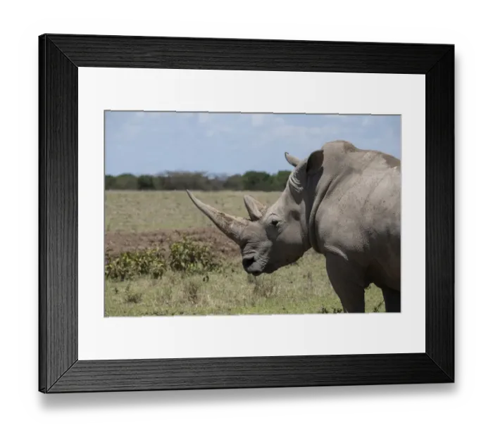 Framed Print : Africa, Kenya, Ol Pejeta Conservancy. One the last 2 critically endangered Northern white Framed Print : Africa, Kenya, Ol Pejeta Conservancy. One the last 2 critically endangered Northern white