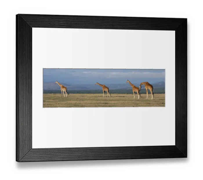 Framed Print : Africa, Kenya, Ol Pejeta Conservancy. Herd of Reticulated giraffe. Endangered species Framed Print : Africa, Kenya, Ol Pejeta Conservancy. Herd of Reticulated giraffe. Endangered species