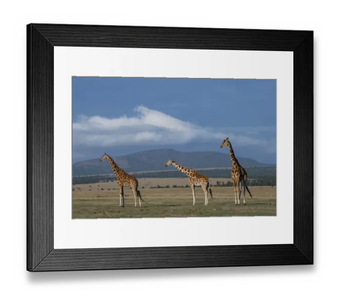 Framed Print : Africa, Kenya, Northern Frontier District, Ol Pejeta Conservancy. Reticulated giraffe Framed Print : Africa, Kenya, Northern Frontier District, Ol Pejeta Conservancy. Reticulated giraffe