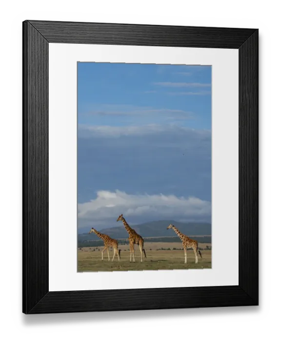Framed Print : Africa, Kenya, Northern Frontier District, Ol Pejeta Conservancy. Reticulated giraffes Framed Print : Africa, Kenya, Northern Frontier District, Ol Pejeta Conservancy. Reticulated giraffes