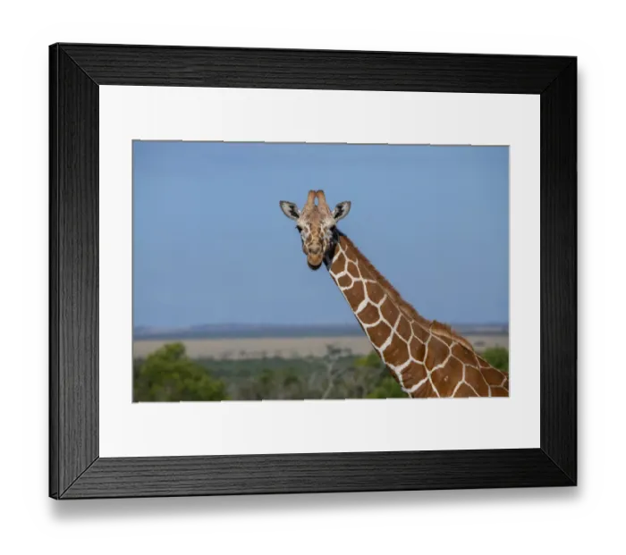 Framed Print : Africa, Kenya, Laikipia Plateau, Ol Pejeta Conservancy. Reticulated giraffe Endangered Framed Print : Africa, Kenya, Laikipia Plateau, Ol Pejeta Conservancy. Reticulated giraffe Endangered
