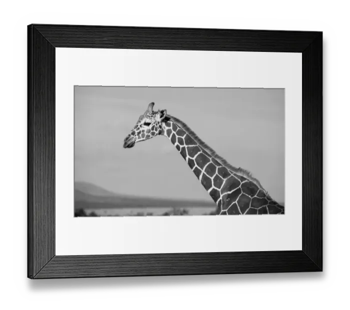 Framed Print : Africa, Kenya, Ol Pejeta Conservancy. Reticulated giraffe Endangered species Framed Print : Africa, Kenya, Ol Pejeta Conservancy. Reticulated giraffe Endangered species