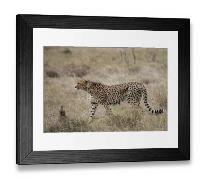 Framed Print : Africa, Kenya, Laikipia Plateau, Ol Pejeta Conservancy. Lone male cheetah Framed Print : Africa, Kenya, Laikipia Plateau, Ol Pejeta Conservancy. Lone male cheetah