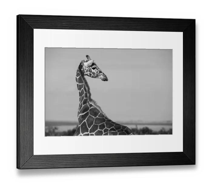 Framed Print : Africa, Kenya, Ol Pejeta Conservancy. Reticulated giraffe Endangered species Framed Print : Africa, Kenya, Ol Pejeta Conservancy. Reticulated giraffe Endangered species