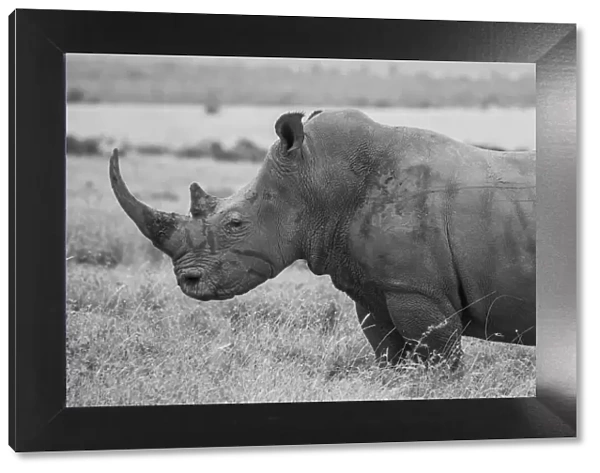 Kenya, Ol Pejeta Conservancy. Southern white rhinoceros (Ceratotherium simum simum)