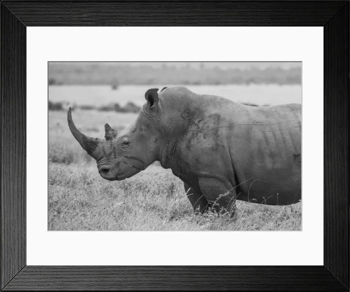 Framed Print : Kenya, Ol Pejeta Conservancy. Southern white rhinoceros (Ceratotherium simum simum)
