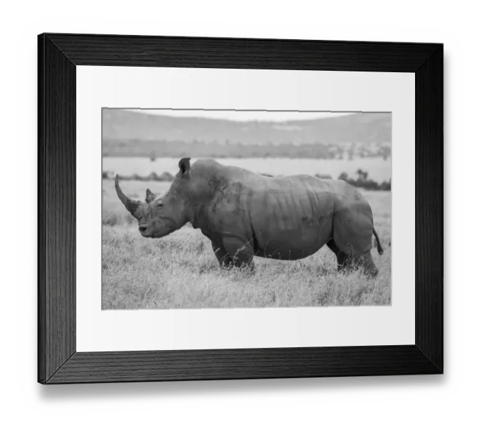 Framed Print : Africa, Kenya, Laikipia Plateau, Ol Pejeta Conservancy. Southern white rhinoceros Framed Print : Africa, Kenya, Laikipia Plateau, Ol Pejeta Conservancy. Southern white rhinoceros