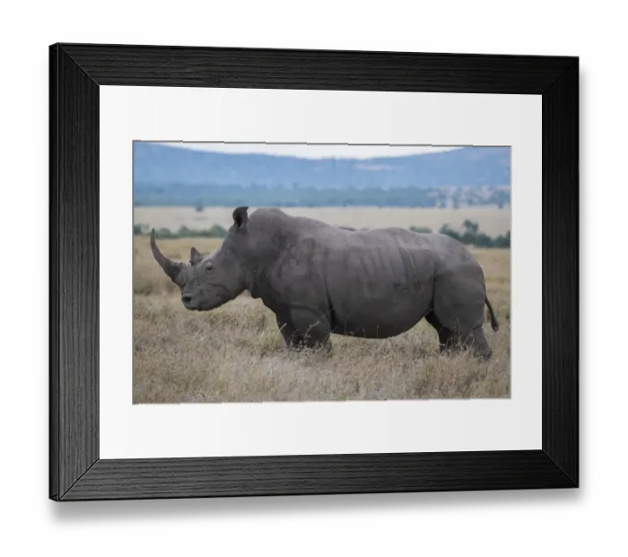 Framed Print : Africa, Kenya, Laikipia Plateau, Ol Pejeta Conservancy. Southern white rhinoceros Framed Print : Africa, Kenya, Laikipia Plateau, Ol Pejeta Conservancy. Southern white rhinoceros