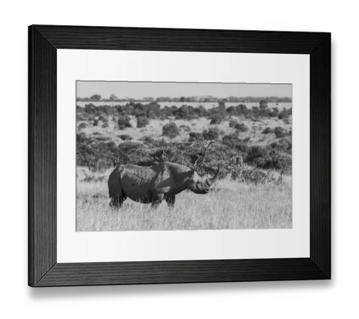 Framed Print : Africa, Kenya, Ol Pejeta Conservancy. Black rhinoceros, aka hook-lipped Framed Print : Africa, Kenya, Ol Pejeta Conservancy. Black rhinoceros, aka hook-lipped