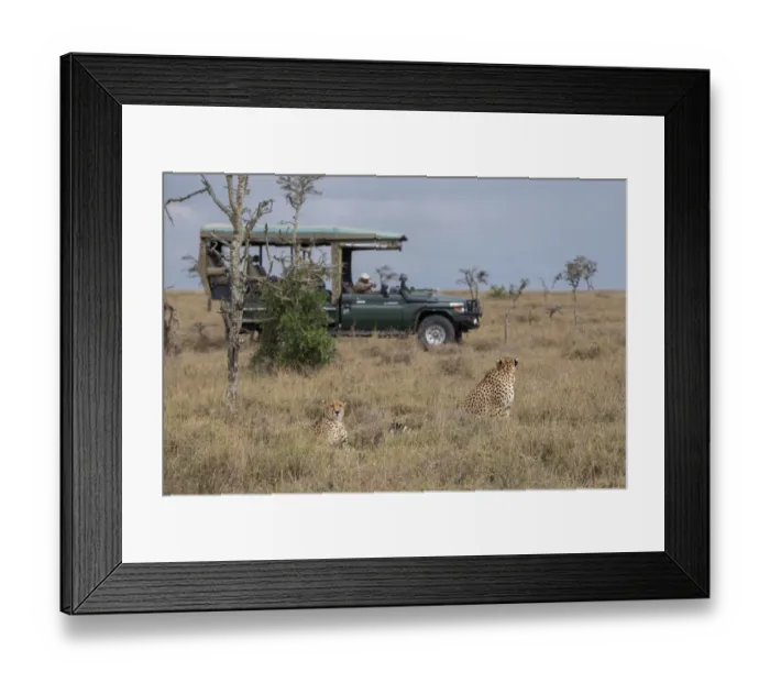 Framed Print : Africa, Kenya, Ol Pejeta Conservancy. Safari jeep with male cheetahs, endangered species Framed Print : Africa, Kenya, Ol Pejeta Conservancy. Safari jeep with male cheetahs, endangered species