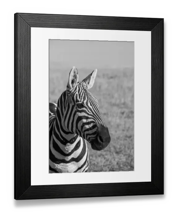 Framed Print : Africa, Kenya, Laikipia Plateau, Ol Pejeta Conservancy. Bruchell Framed Print : Africa, Kenya, Laikipia Plateau, Ol Pejeta Conservancy. Bruchell