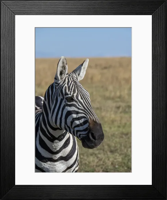 Framed Print : Africa, Kenya, Laikipia Plateau, Ol Pejeta Conservancy. Bruchell Framed Print : Africa, Kenya, Laikipia Plateau, Ol Pejeta Conservancy. Bruchell