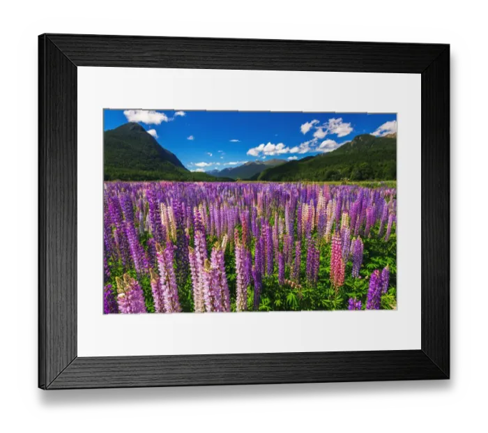 Framed Print : Spring lupine in Eglinton Valley, Fiordland National Park, South Island, New Zealand